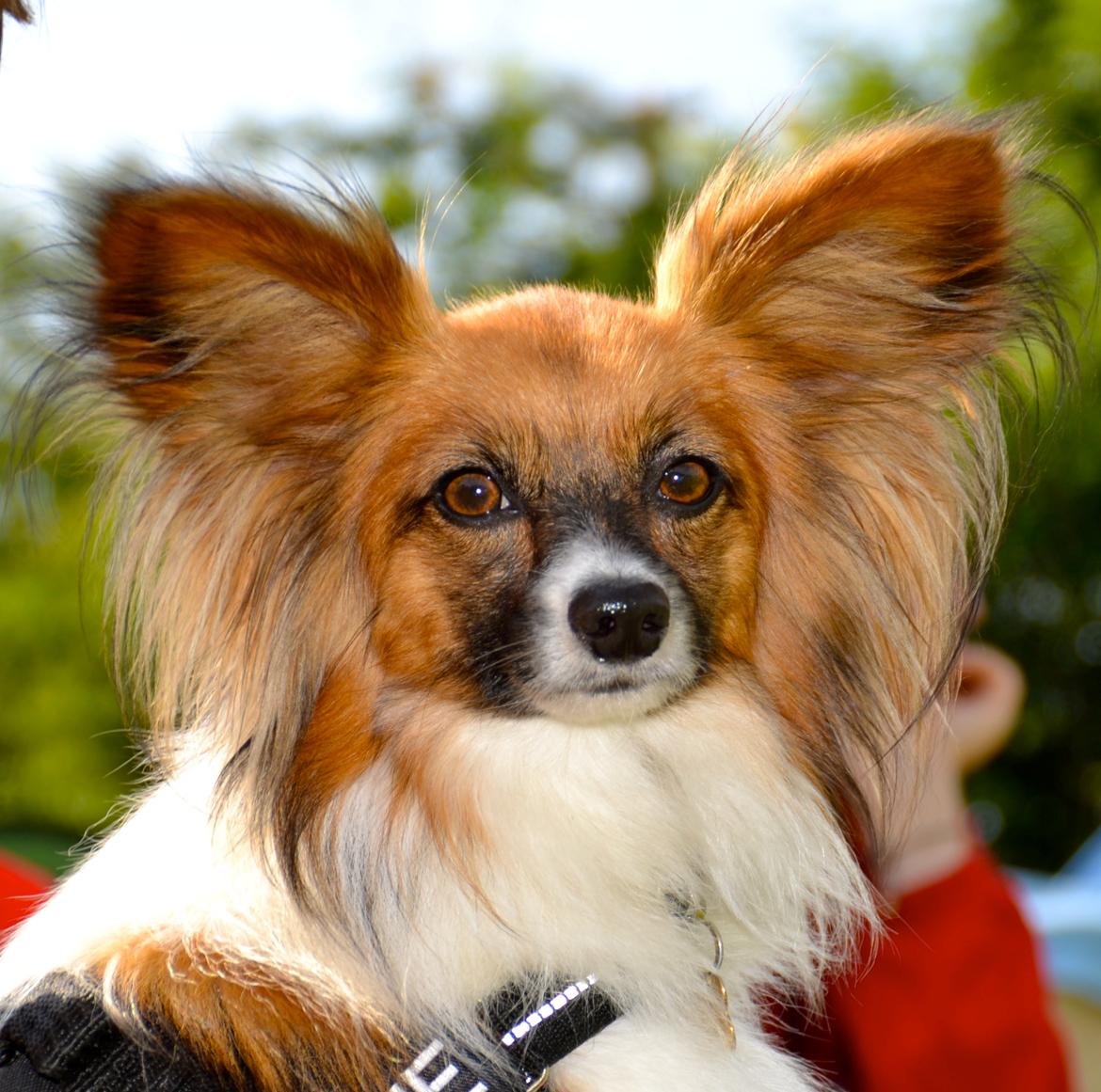 Papillon Charlie billede 14