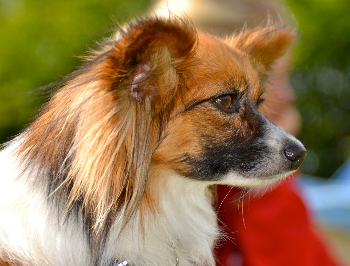 Papillon Charlie billede 15