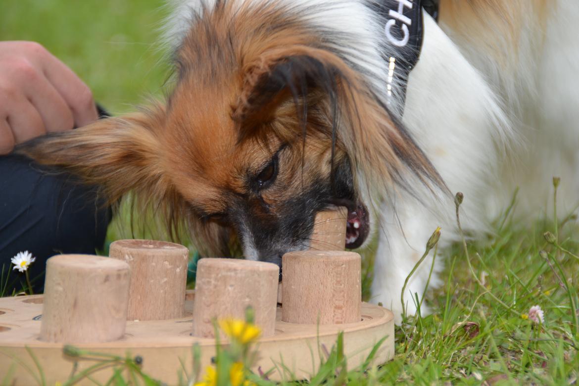 Papillon Charlie - En lille hund kan meget billede 16