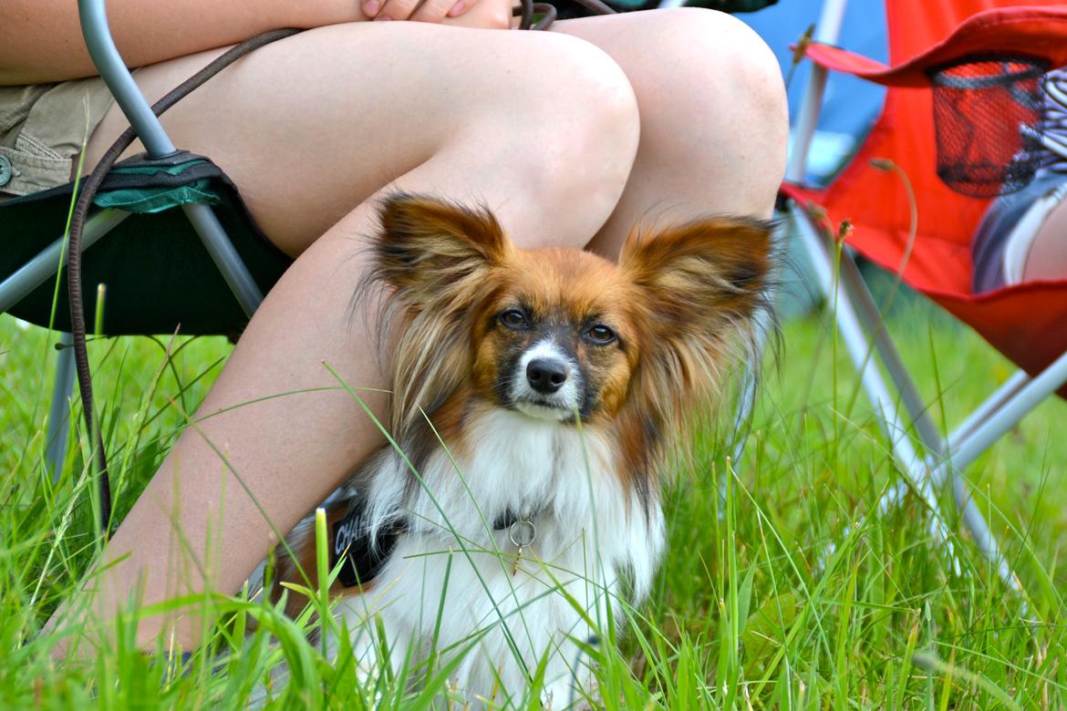 Papillon Charlie billede 13