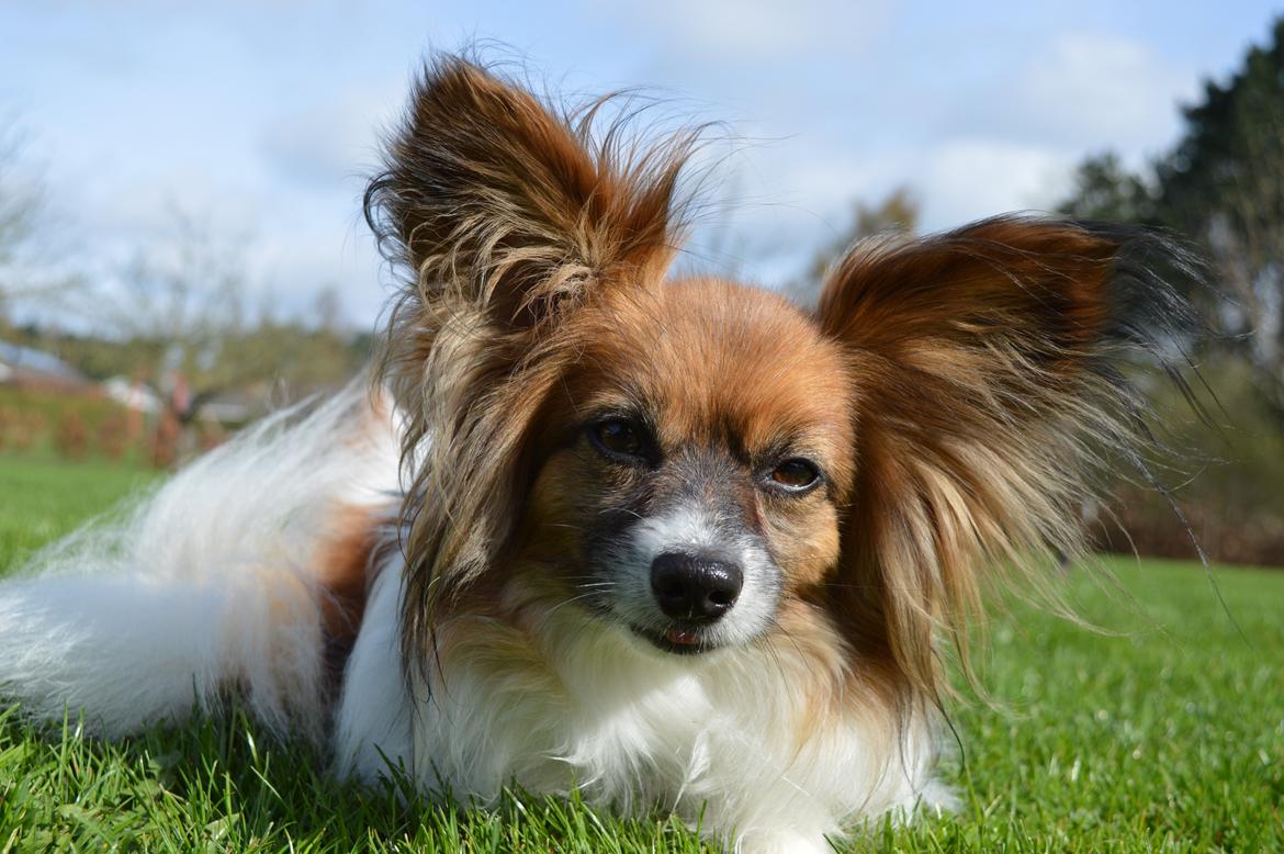Papillon Charlie - Hygge ude i haven  billede 17