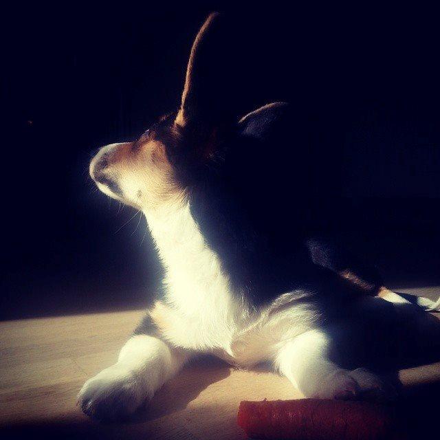 Welsh corgi cardigan Esther billede 26