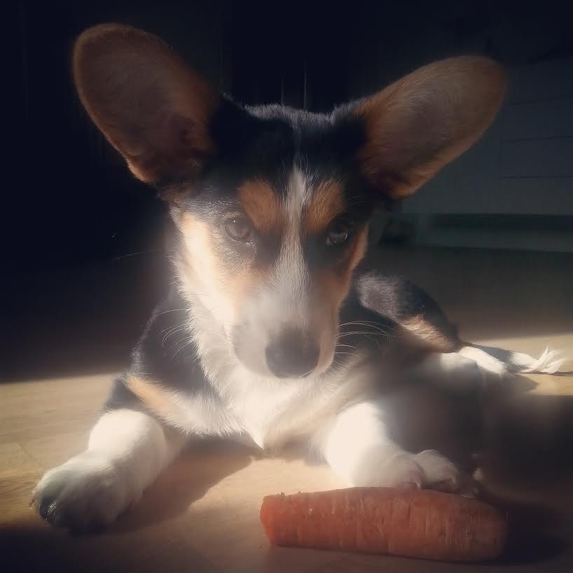 Welsh corgi cardigan Esther billede 28