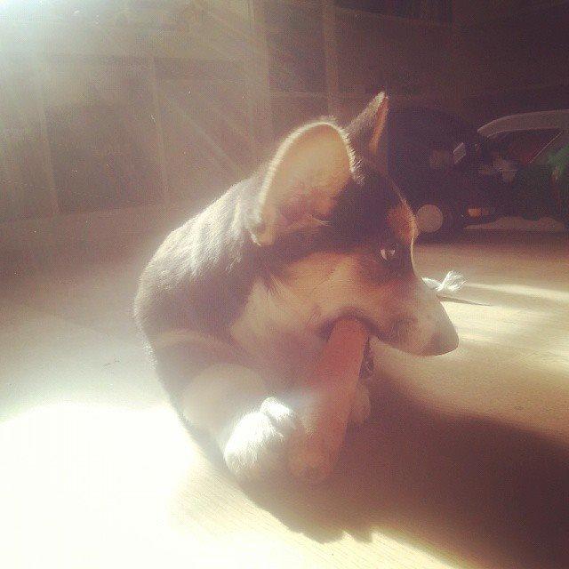 Welsh corgi cardigan Esther billede 27