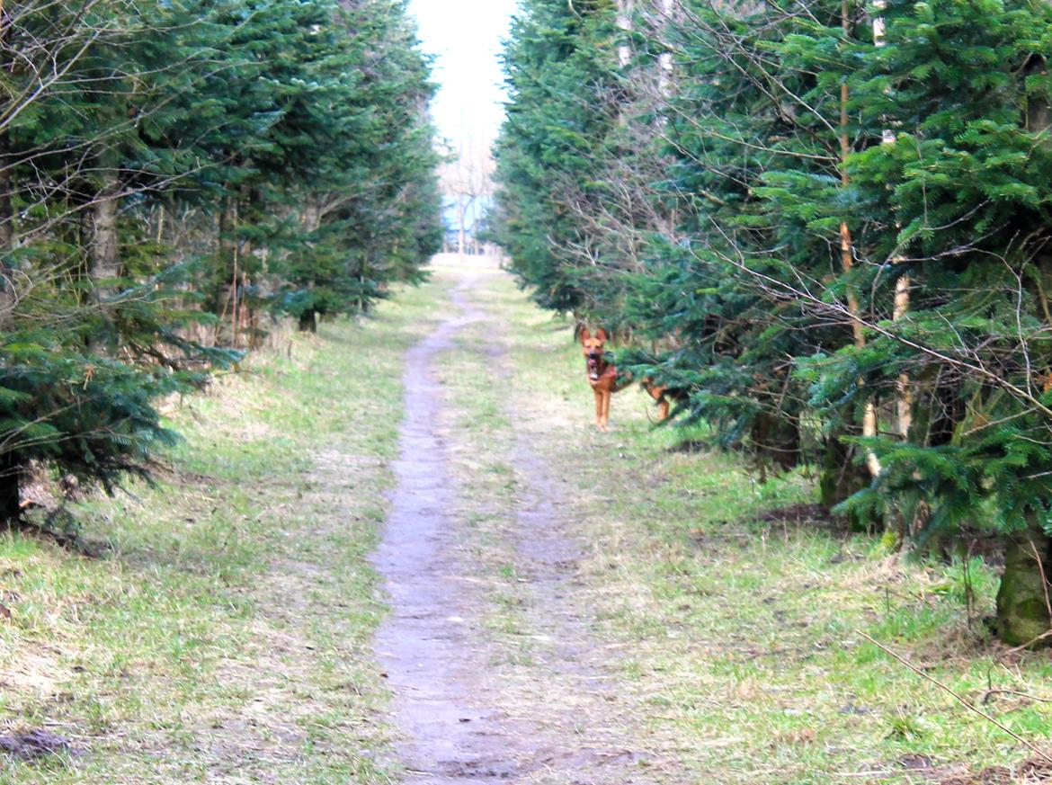 Blanding af racer Foxy billede 15