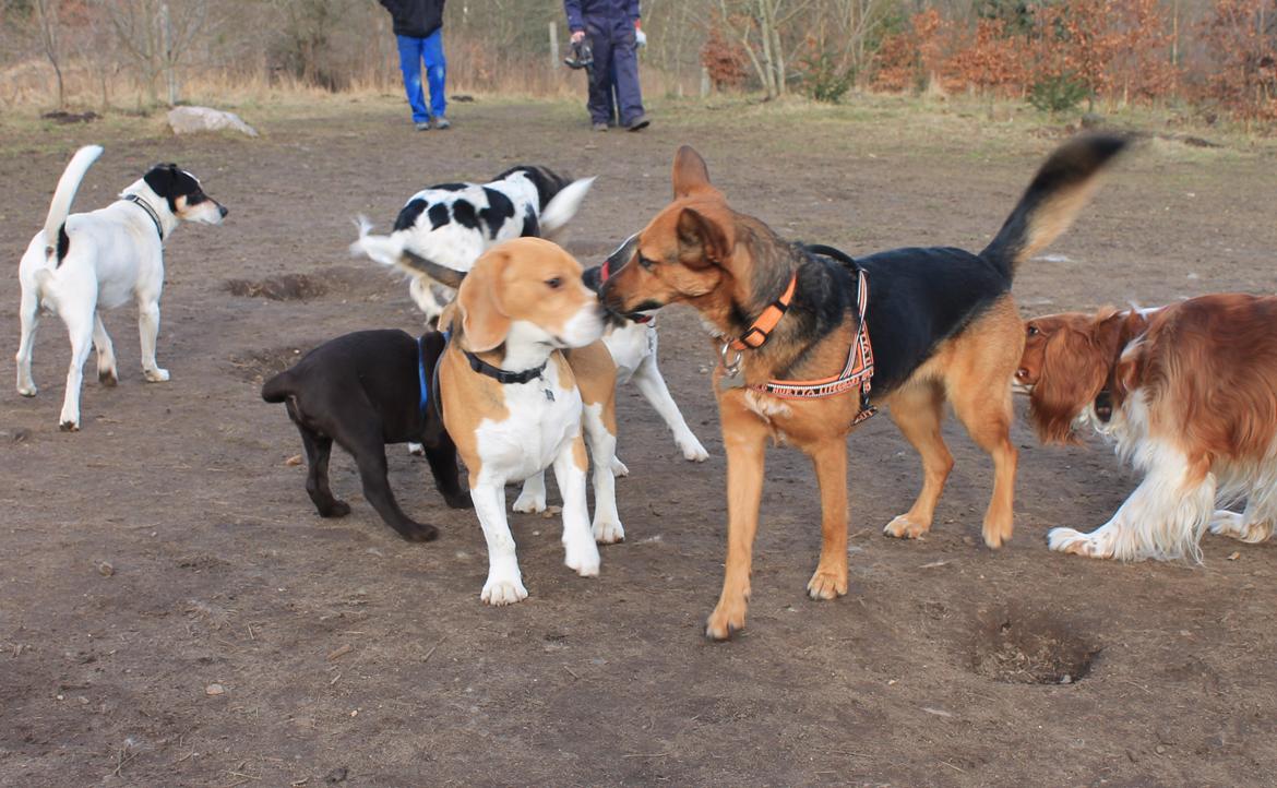 Blanding af racer Foxy billede 16