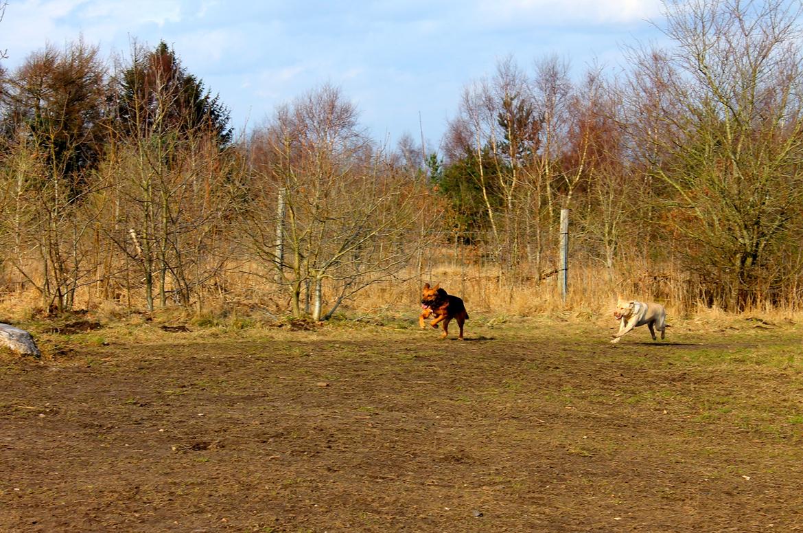 Blanding af racer Foxy billede 17