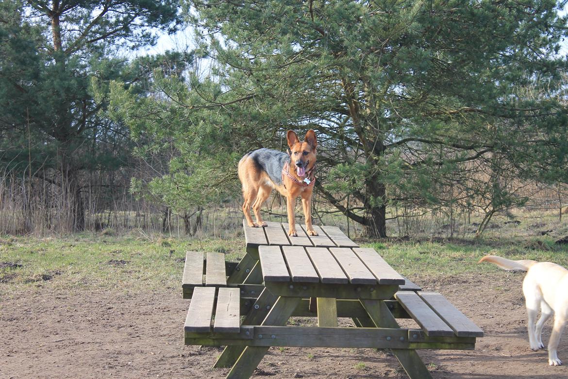 Blanding af racer Foxy billede 18