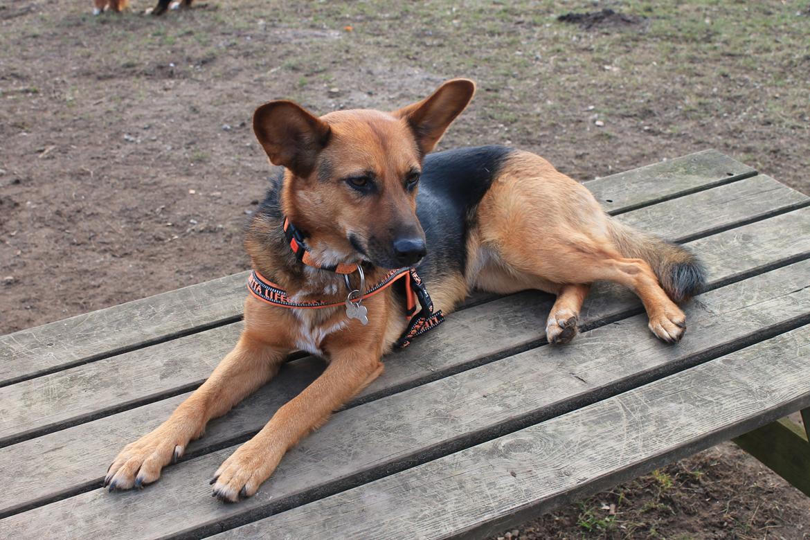 Blanding af racer Foxy billede 19