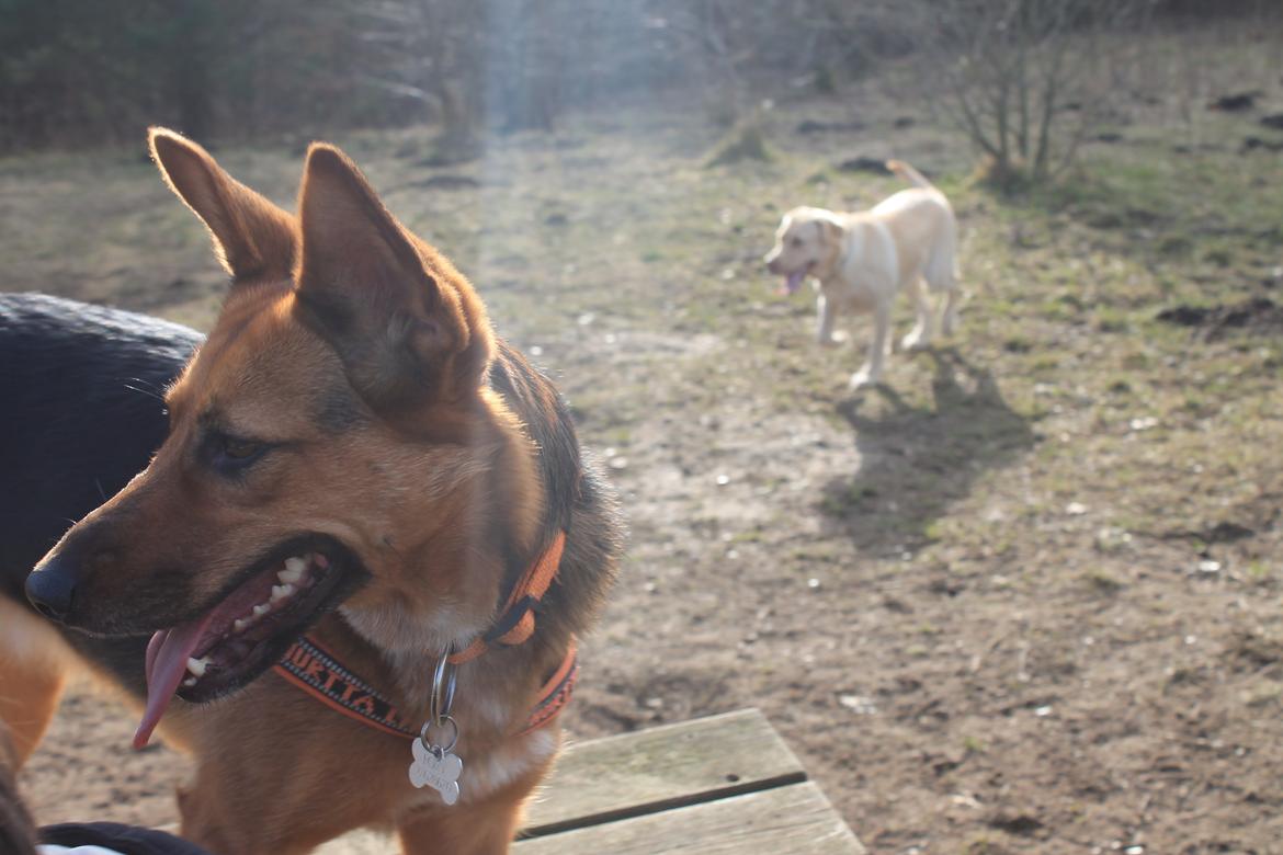 Blanding af racer Foxy billede 20