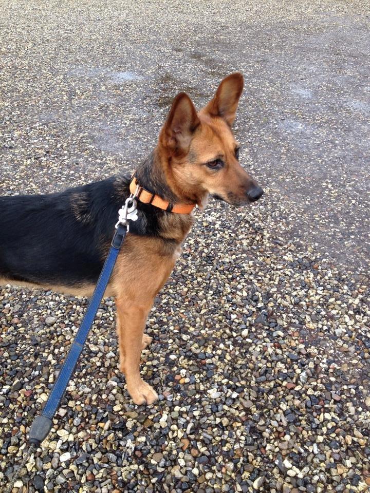 Blanding af racer Foxy billede 21