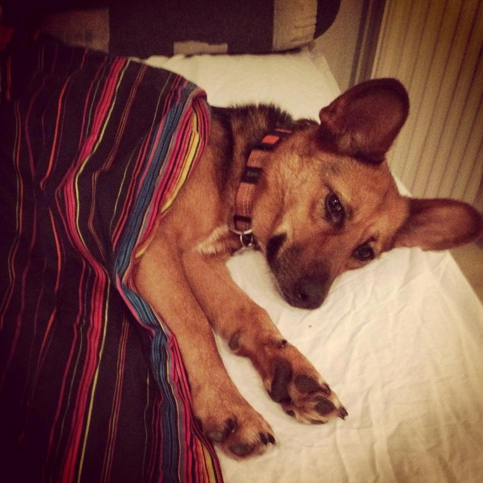 Blanding af racer Foxy billede 23