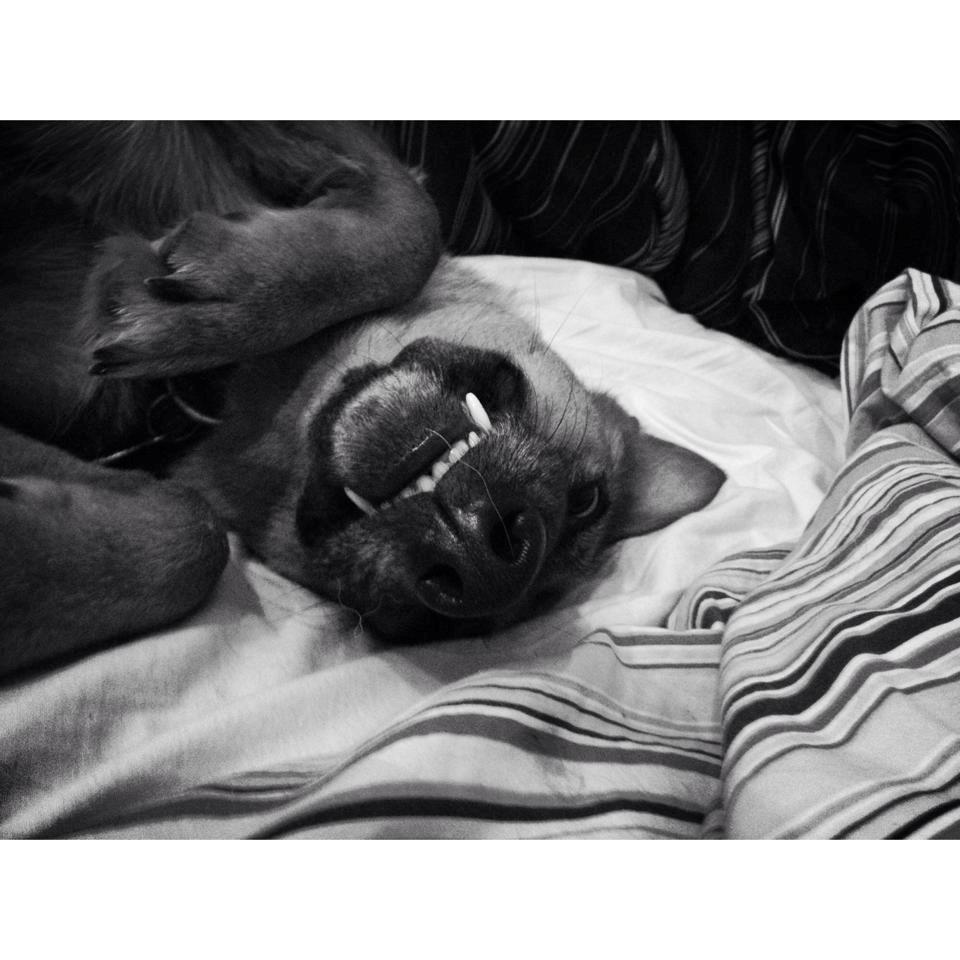 Blanding af racer Foxy billede 24