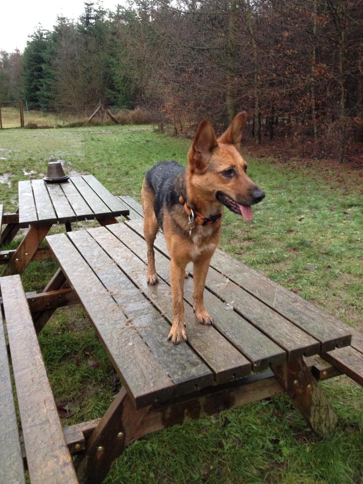 Blanding af racer Foxy billede 25