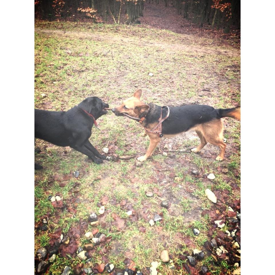 Blanding af racer Foxy billede 26