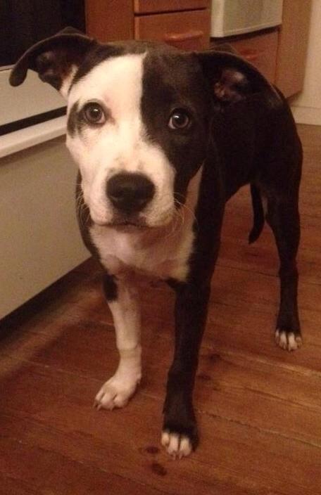 Staffordshire bull terrier Laimi billede 19