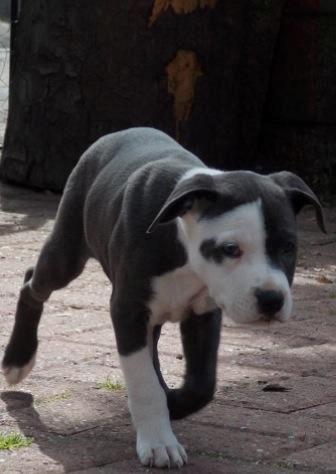 Staffordshire bull terrier Laimi billede 29