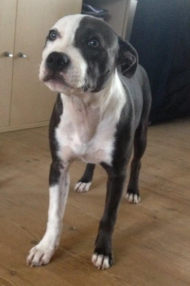 Staffordshire bull terrier Laimi billede 20