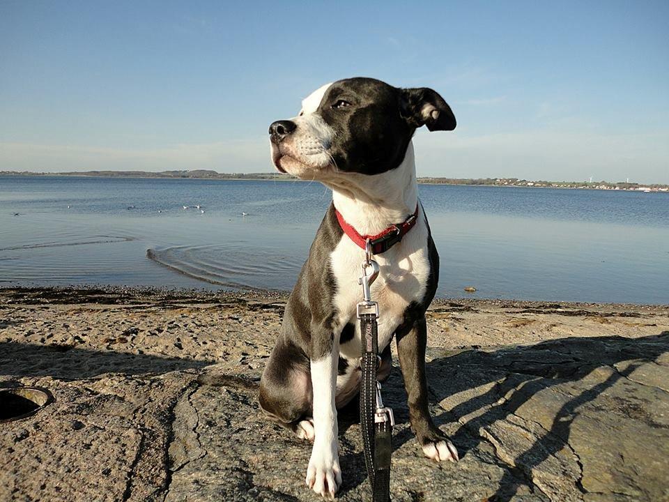 Staffordshire bull terrier Laimi billede 22