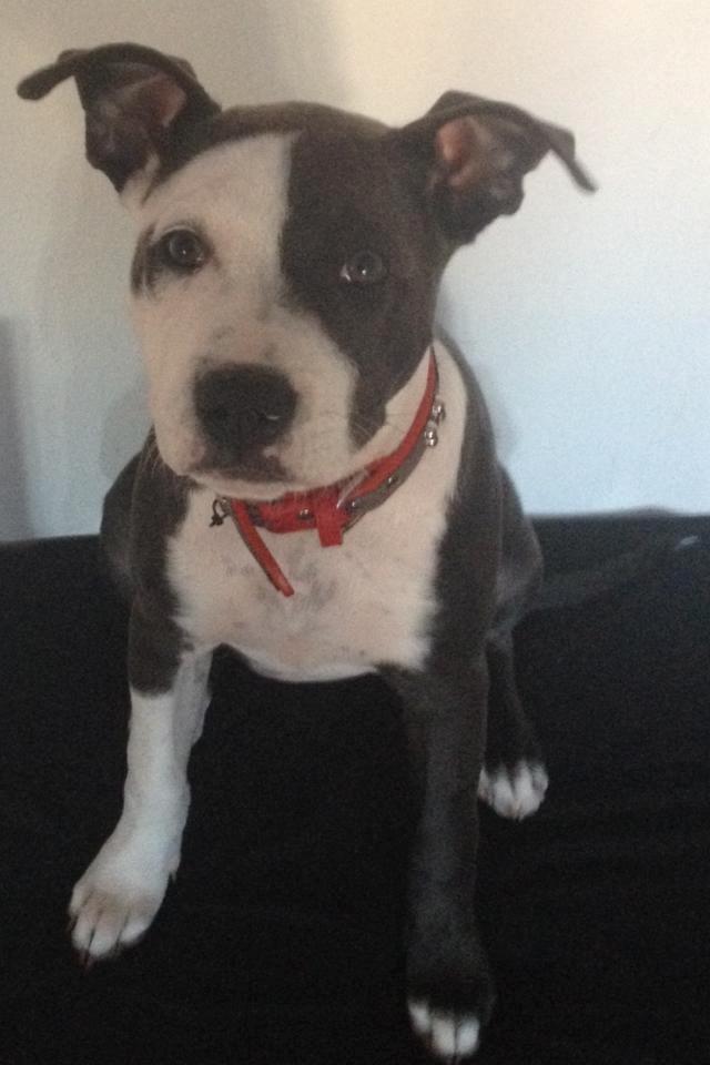 Staffordshire bull terrier Laimi billede 24