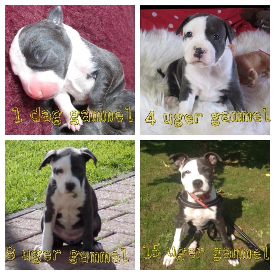 Staffordshire bull terrier Laimi billede 26