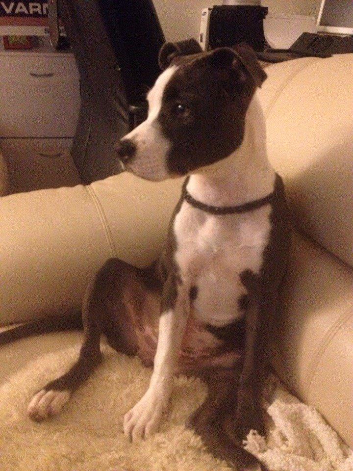 Staffordshire bull terrier Laimi billede 25