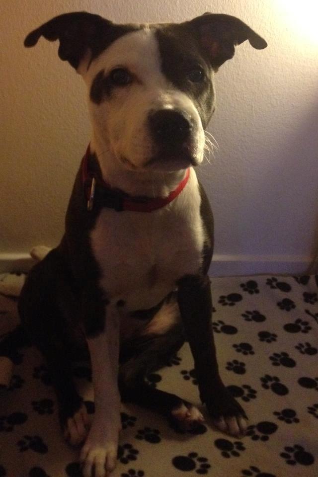 Staffordshire bull terrier Laimi billede 23