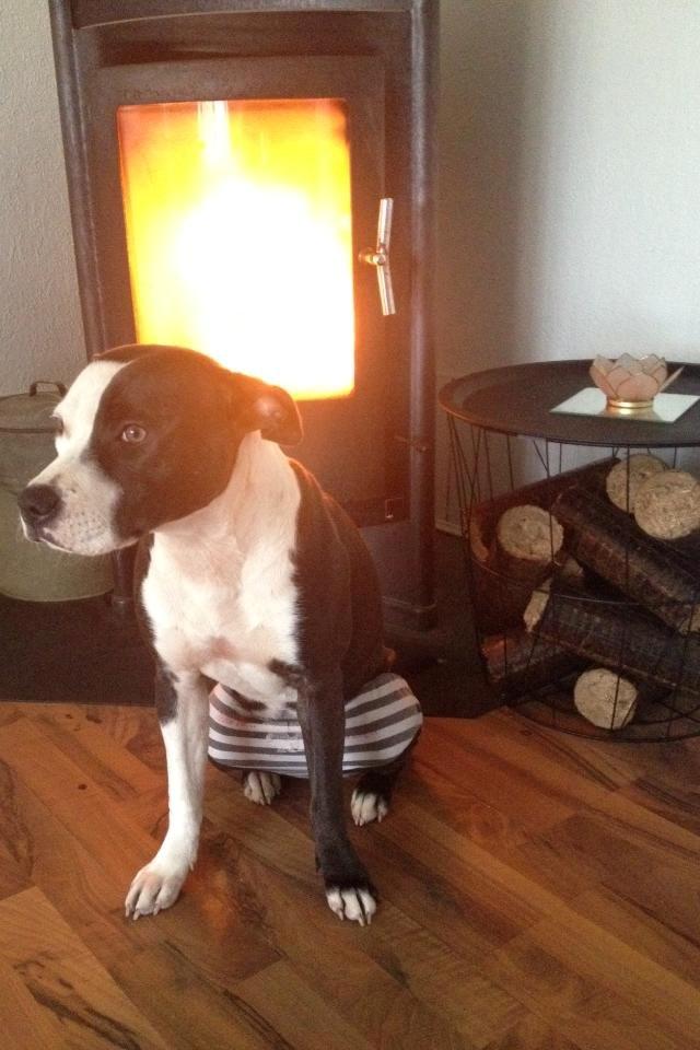 Staffordshire bull terrier Laimi billede 21