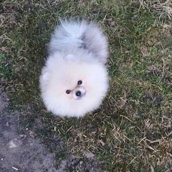 Pomeranian Laban billede 15