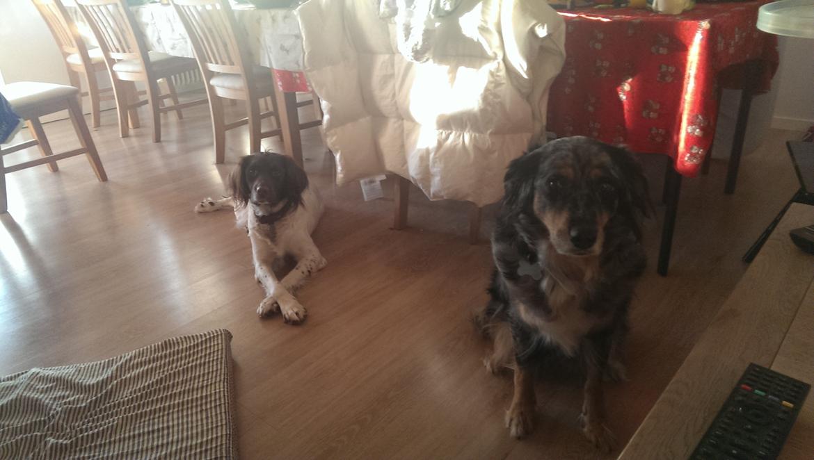 Field Trial spaniel Tulle billede 2