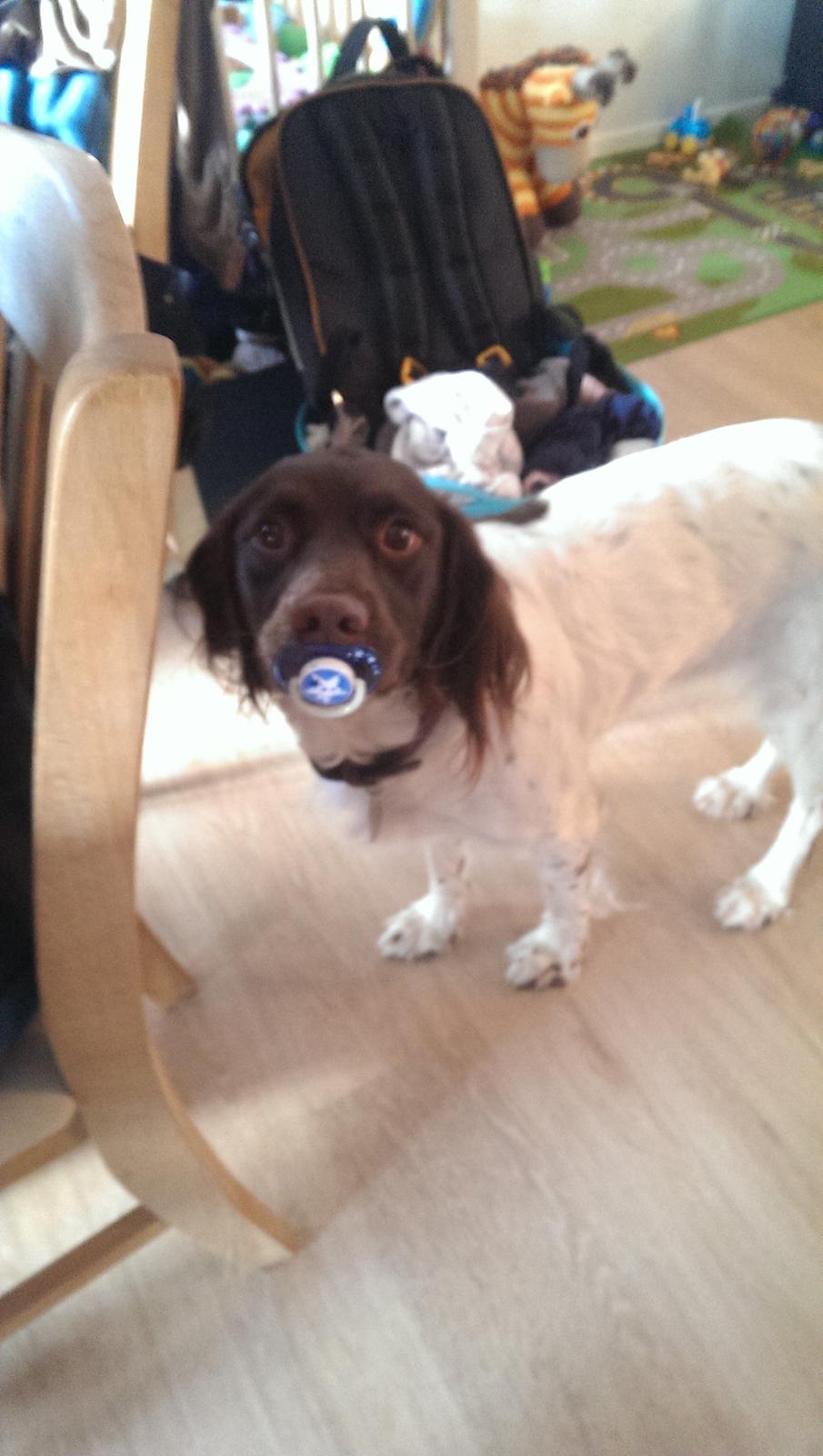 Field Trial spaniel Tulle - Ja fræk er hun da billede 1