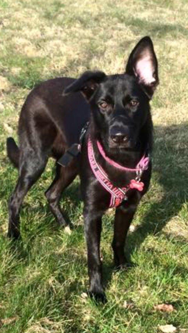 Blanding af racer Freya billede 40