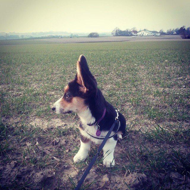 Welsh corgi cardigan Esther billede 29