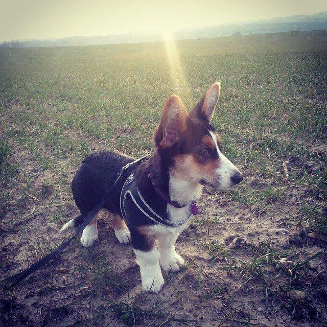 Welsh corgi cardigan Esther billede 30