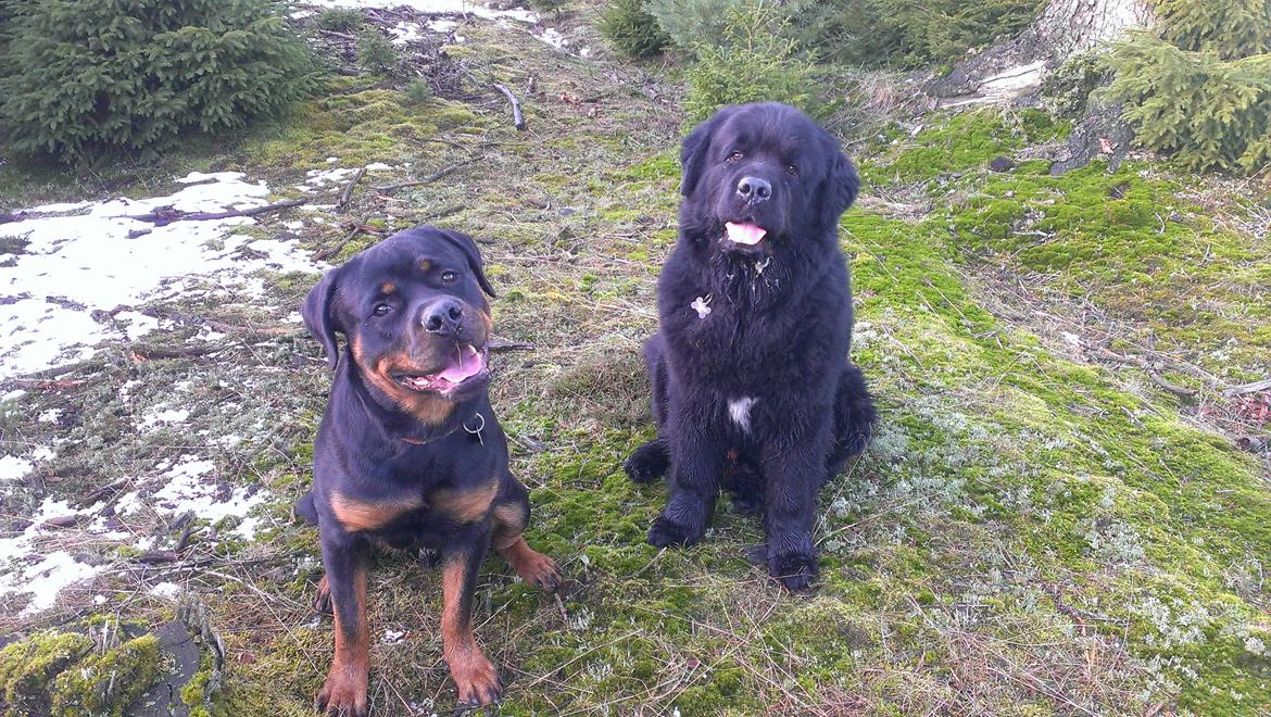 Newfoundlænder Newf-Line's Jackpot Joe - Aslan sammen med lillebror Dexter billede 39