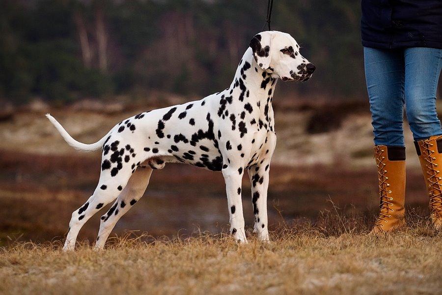 Dalmatiner Hugin (Spotdog's Everything Elegant) - Hugin 1 år gammel billede 20