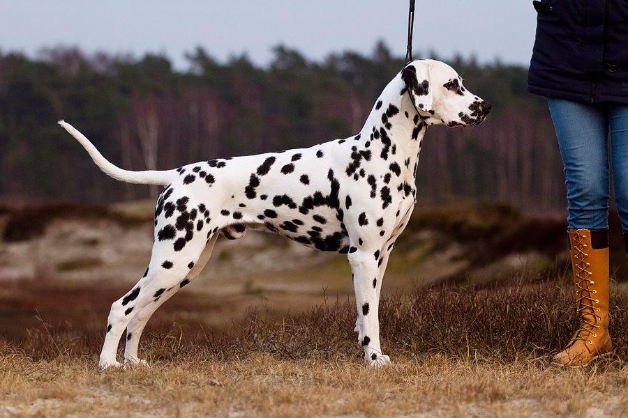 Dalmatiner Hugin (Spotdog's Everything Elegant) - Hugin 1 år gammel billede 21