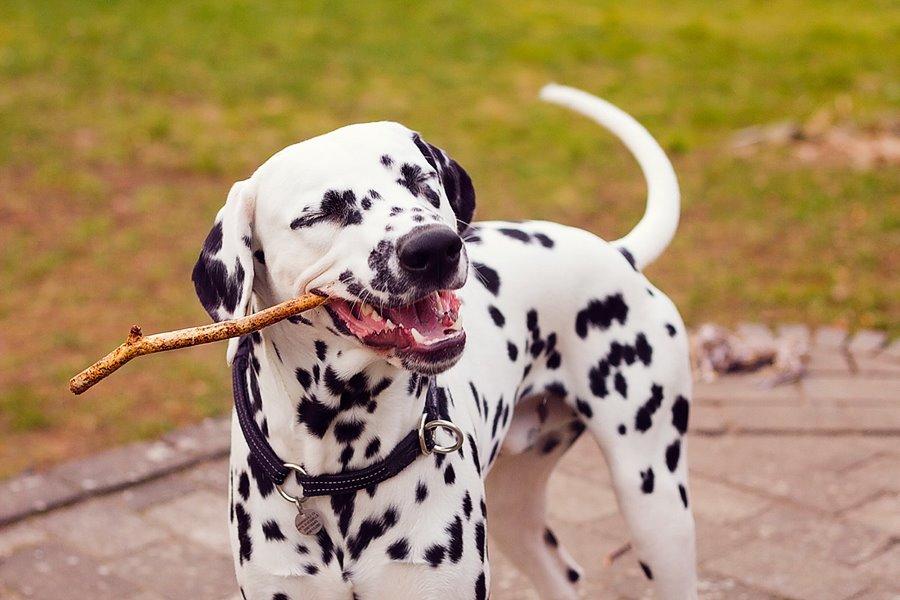 Dalmatiner Hugin (Spotdog's Everything Elegant) billede 24