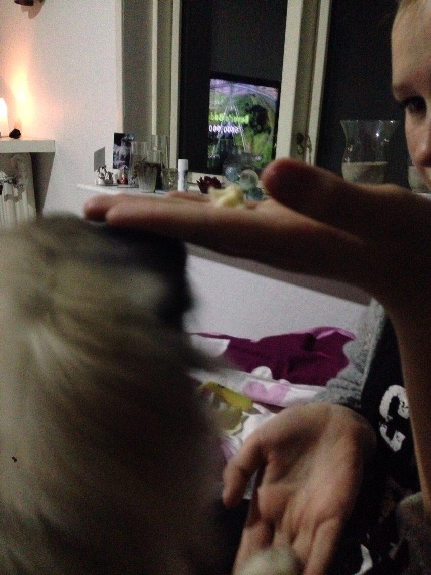 Blanding af racer Karla billede 2