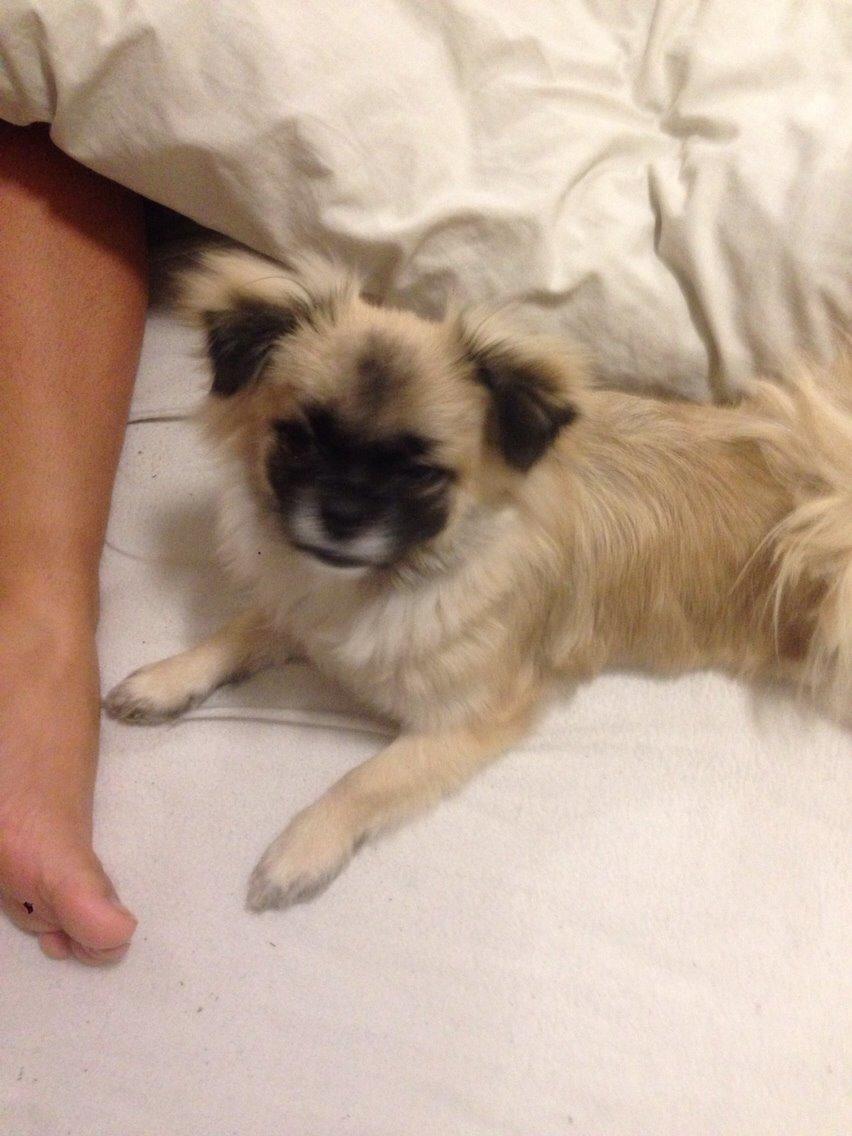 Blanding af racer Karla billede 1