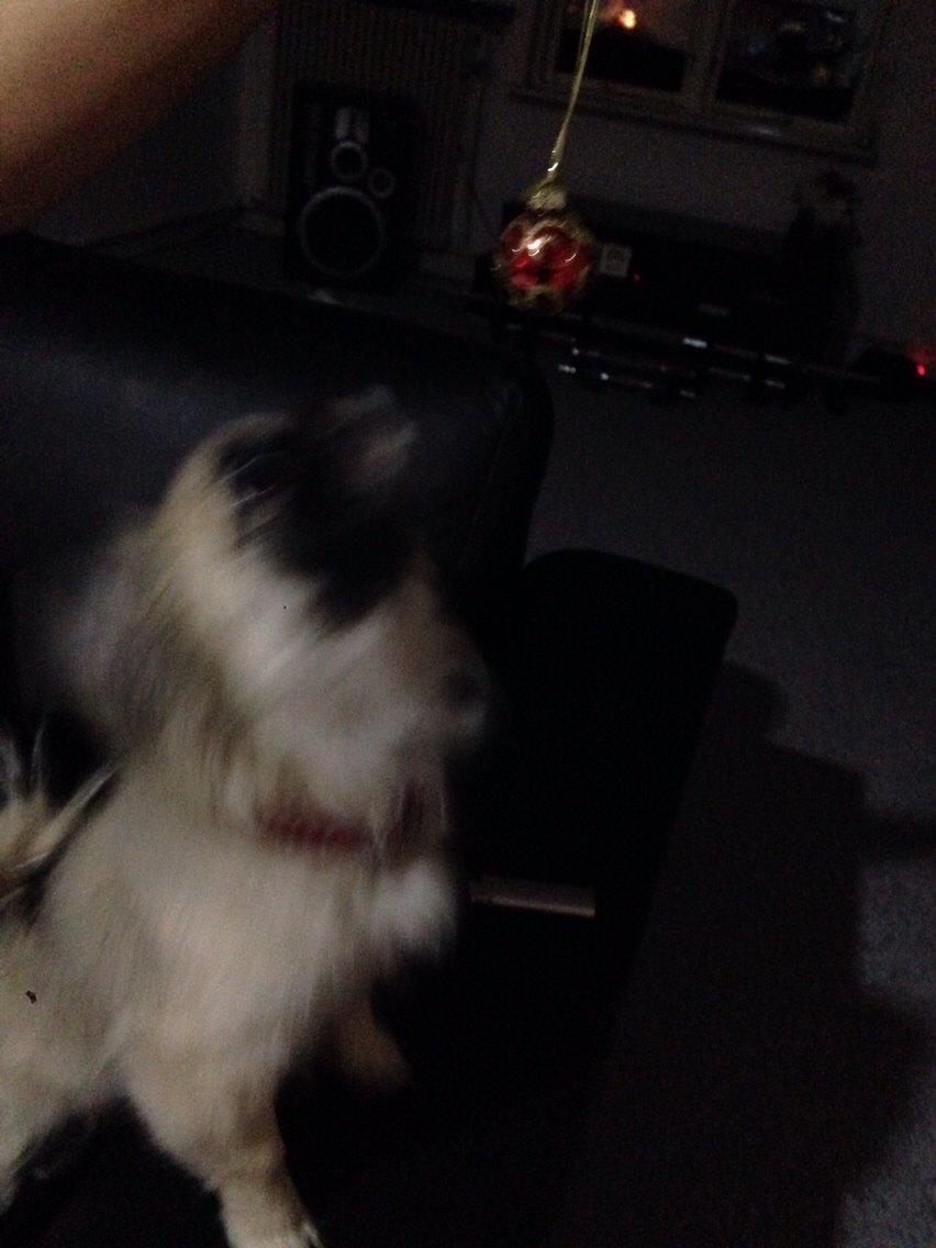 Blanding af racer Karla billede 4