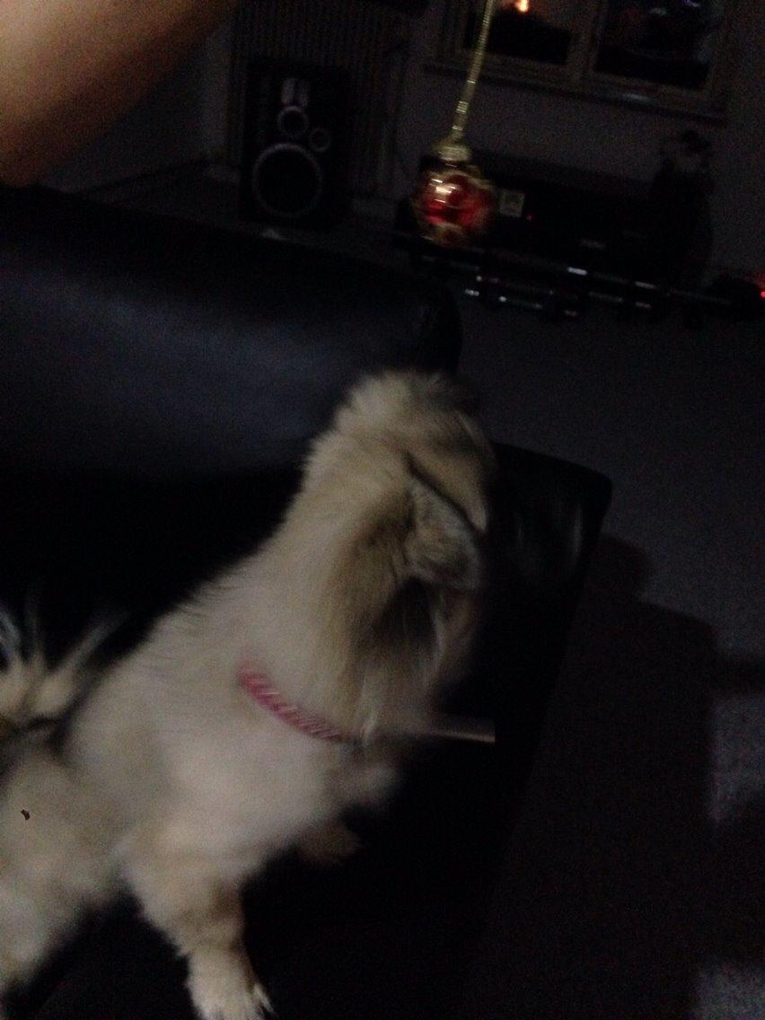 Blanding af racer Karla billede 5