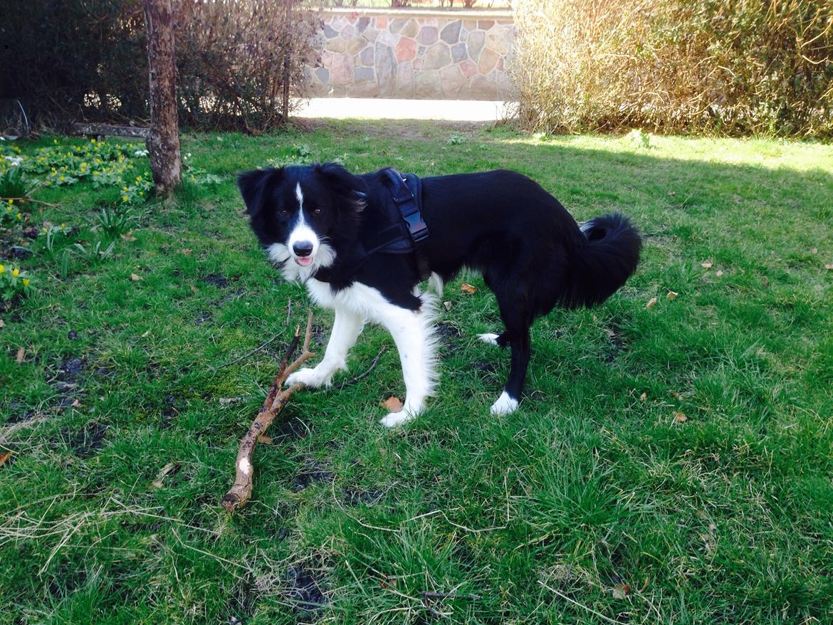Border collie Jake billede 9