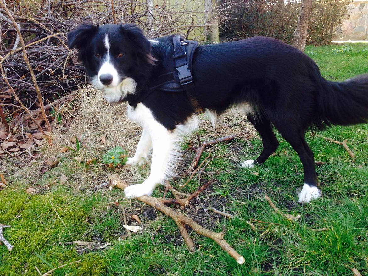 Border collie Jake billede 10