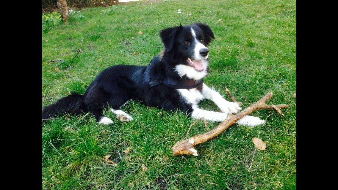Border collie Jake billede 12