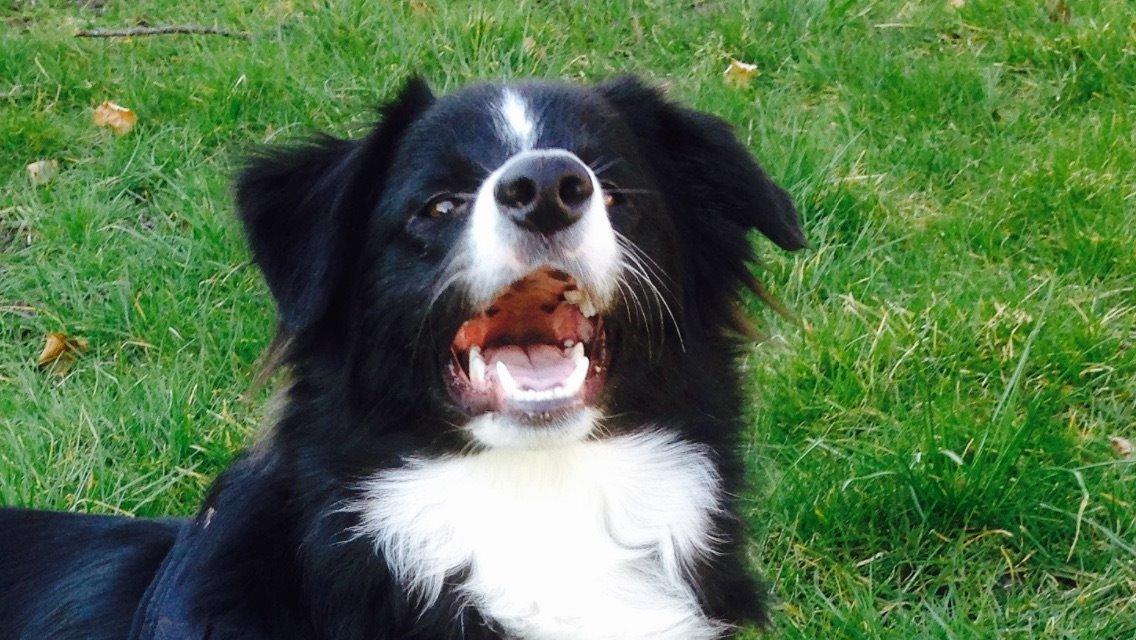 Border collie Jake billede 13