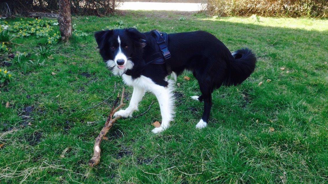Border collie Jake billede 14