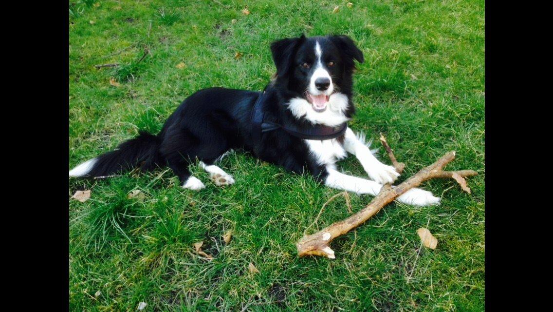 Border collie Jake billede 11