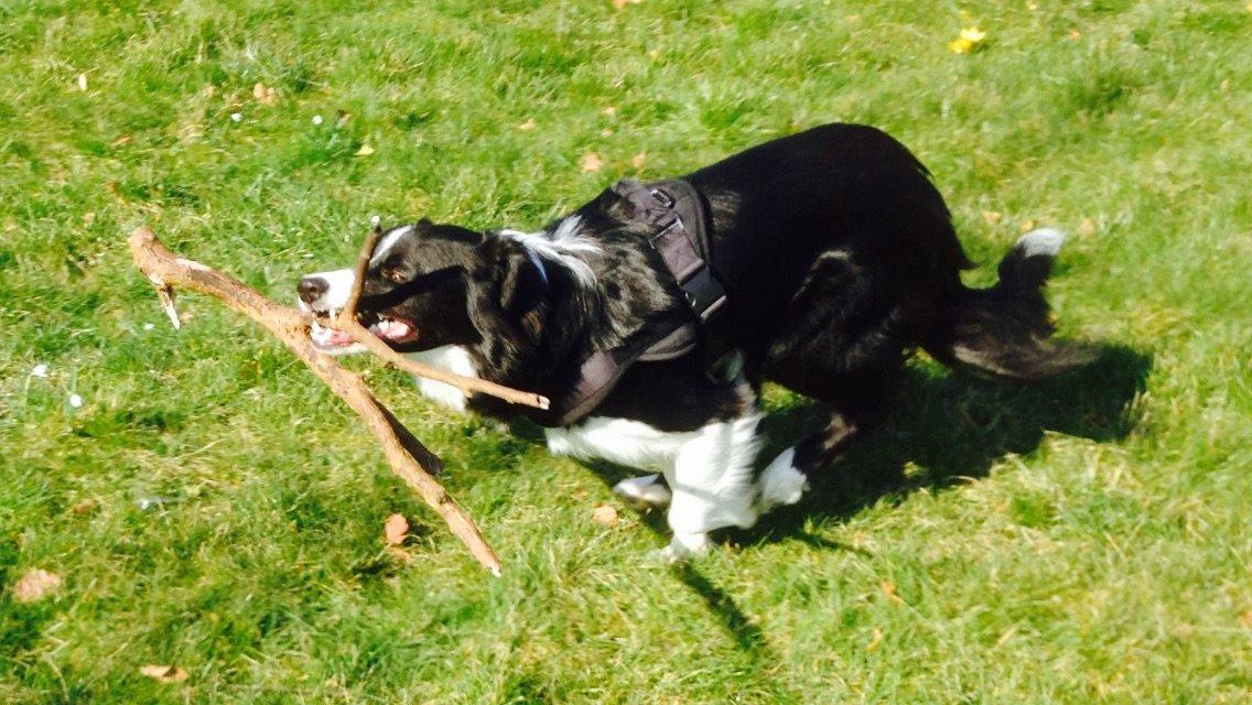 Border collie Jake billede 15