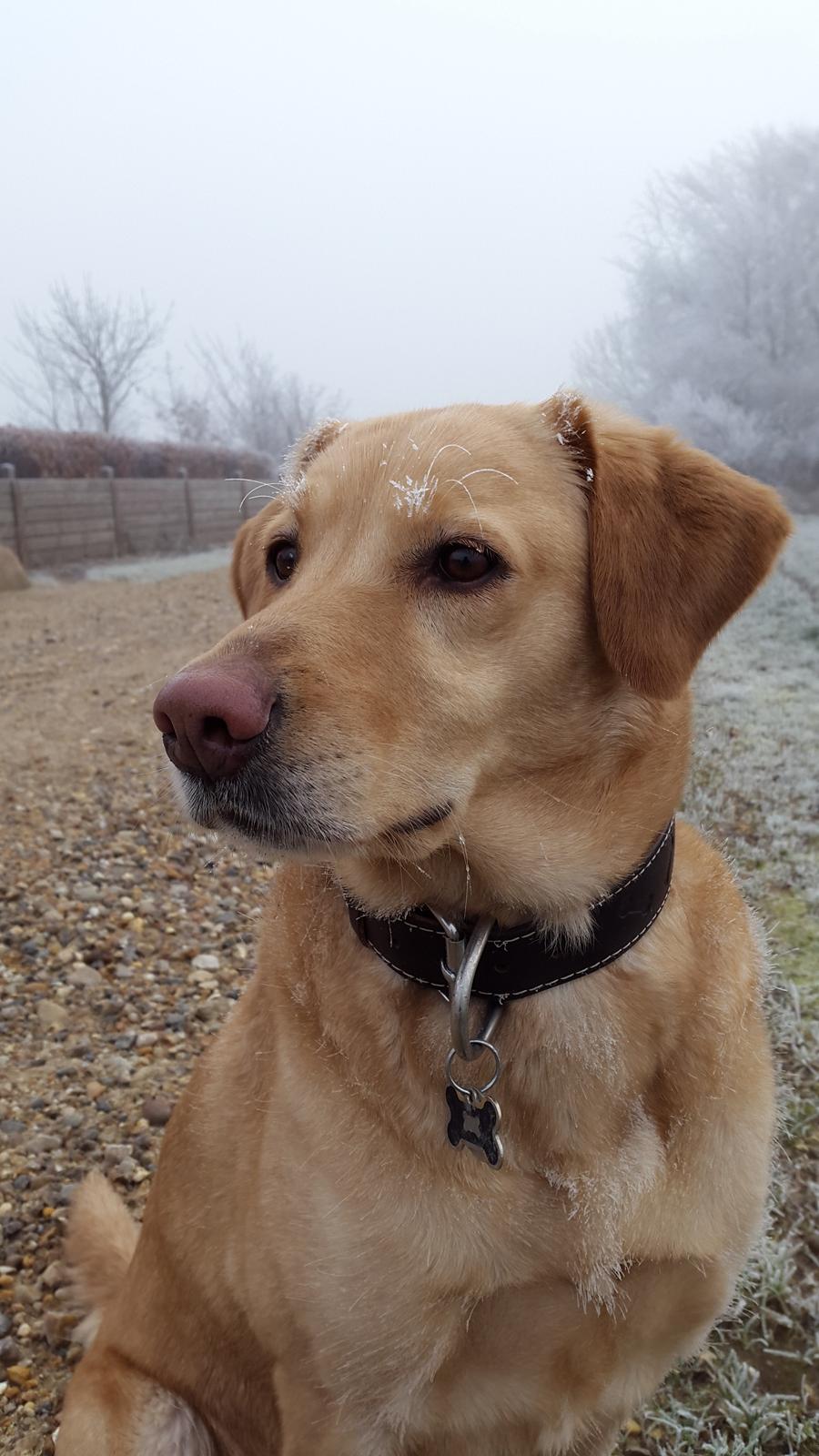 Labrador retriever Ziggi billede 1